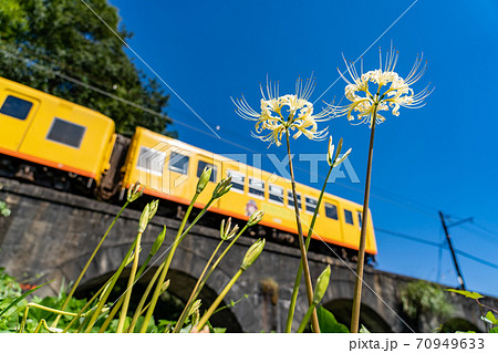 三重県いなべ市　北勢線のめがね橋を通り過ぎる黄色い電車と白い彼岸花 70949633