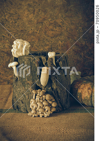 still life Vegetables, Herbs and Fruits still life Vegetables, Herbs and Fruits 70950026