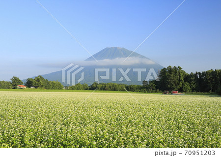 北海道倶知安町の蕎麦畑とトラクターと羊蹄山 70951203