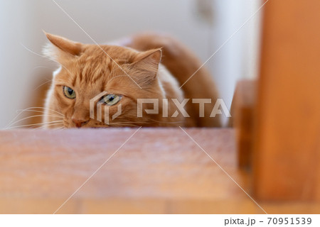 狙いをさだめる猫 茶トラ猫 狙いをさだめる猫 茶トラ猫 70951539