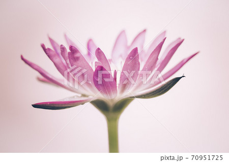 The appearance of a purple lotus flower is a beautiful The appearance of a purple lotus flower is a beautiful 70951725