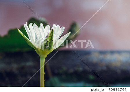 The appearance of a white lotus flower is a beautiful The appearance of a white lotus flower is a beautiful 70951745