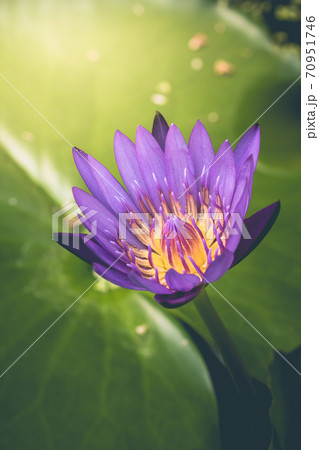 The appearance of a purple lotus flower is a beautiful 70951746