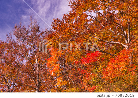 八海山ブナの紅葉 70952018