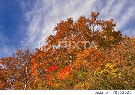 八海山ブナの紅葉 八海山ブナの紅葉 70952020