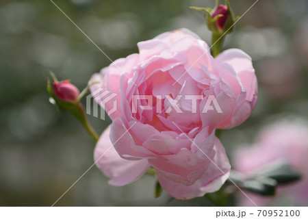 バラ（セプタード・アイル） 70952100