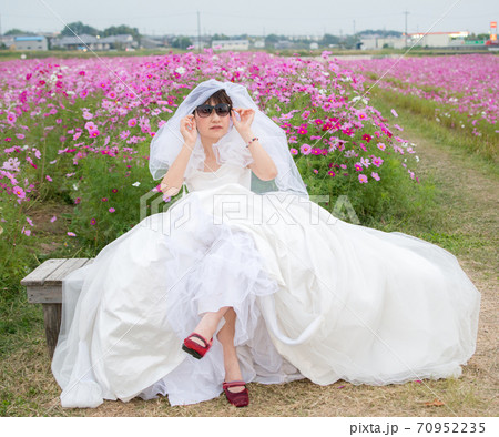 花嫁衣装を纏った女性とコスモス畑の写真素材