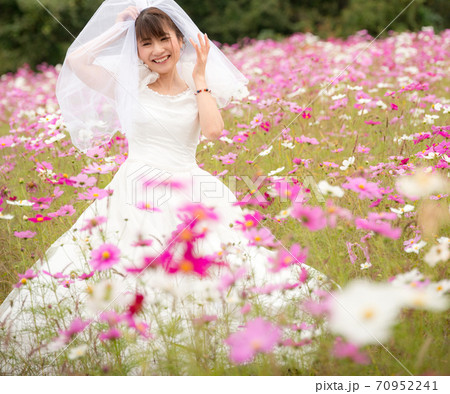 花嫁衣装を纏った女性とコスモス畑 70952241