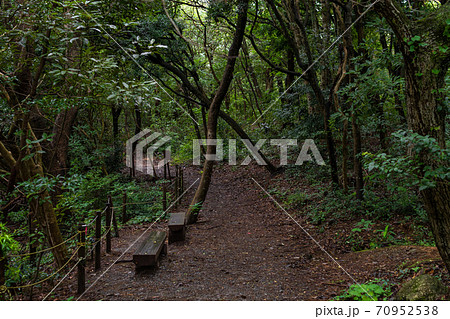 緑の木に囲まれた自然の風景 山の中の気に覆われた小道のベンチ 緑の木に囲まれた自然の風景 山の中の気に覆われた小道のベンチ 70952538