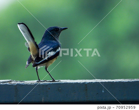 Oriental magpie robin on the fence blur background 70952959