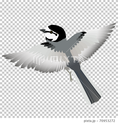 Cute vector illustration of familiar wild bird Hakusekirei flapping its wings Cute vector illustration of familiar wild bird Hakusekirei flapping its wings 70953272
