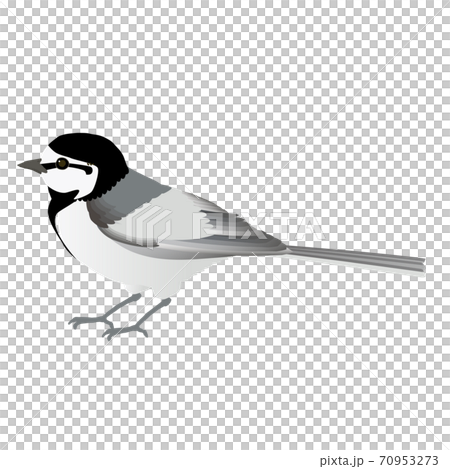 可愛的矢量圖的熟悉的野鳥白鳥 70953273