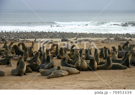 世界最大級のコロニー、ケープクロス・オットセイ保護区にいる無数のミナミアフリカオットセイ 70953339