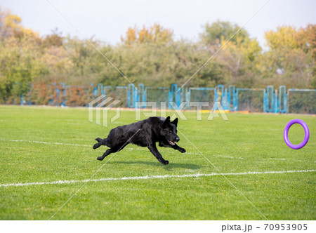Sportive dog performing during the lure coursing in competition 70953905