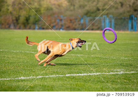 Sportive dog performing during the lure coursing in competition 70953919