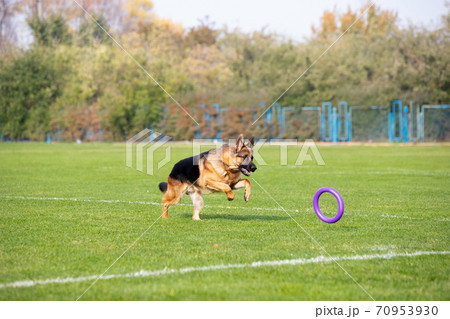 Sportive dog performing during the lure coursing in competition 70953930