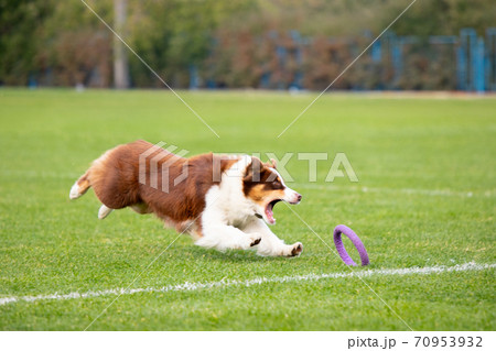 Sportive dog performing during the lure coursing in competition 70953932