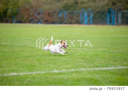 Sportive dog performing during the lure coursing in competition Sportive dog performing during the lure coursing in competition 70953937