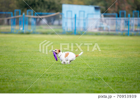 Sportive dog performing during the lure coursing in competition Sportive dog performing during the lure coursing in competition 70953939