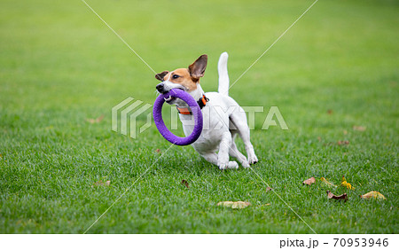 Sportive dog performing during the lure coursing in competition 70953946