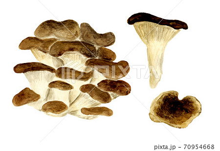 ヒラタケ(水彩画) ヒラタケ(水彩画) 70954668