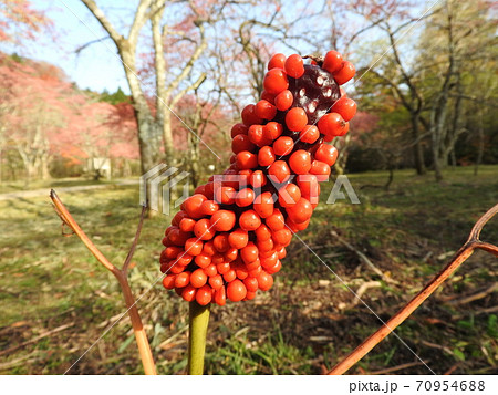 マムシグサの果実 70954688