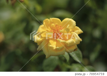 荒尾市 おもやい市民花壇 バラの花、 荒尾市 おもやい市民花壇 バラの花、 70954759