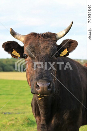 和牛 和牛 70954840