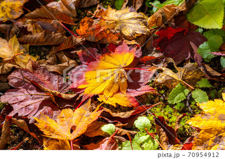 【秋素材】 苔の上に落ちた紅葉した落ち葉 【長野県】 【秋素材】 苔の上に落ちた紅葉した落ち葉 【長野県】 70954912