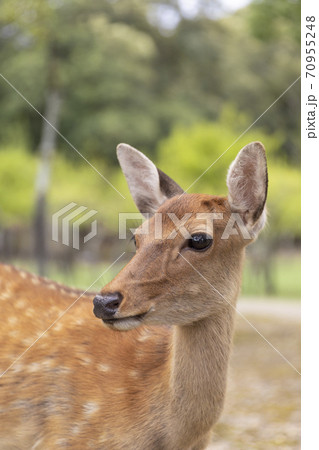 奈良公園の鹿 70955248