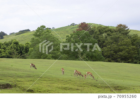 奈良公園飛火野の鹿 70955260
