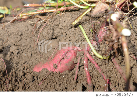 サツマイモ掘り5 70955477