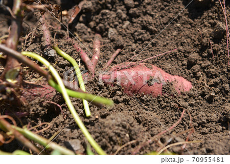 サツマイモ掘り8 70955481