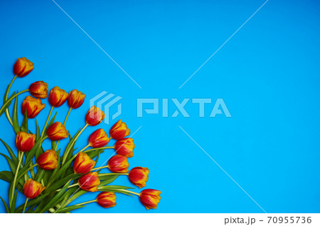 Tulips flowers on natural background. Tulips flowers on natural background. 70955736