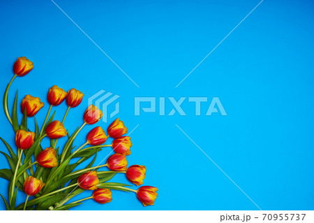Tulips flowers on natural background. Tulips flowers on natural background. 70955737
