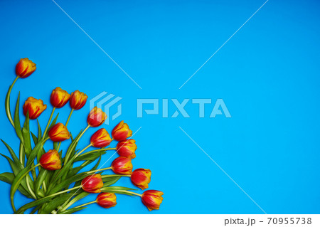 Tulips flowers on natural background. Tulips flowers on natural background. 70955738
