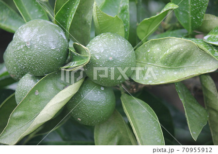 発育中のみかんin 夏 70955912