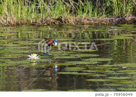 African , Jacana 70956049