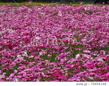 若狭野ふれあい公園に咲くコスモスの花 若狭野ふれあい公園に咲くコスモスの花 70956198