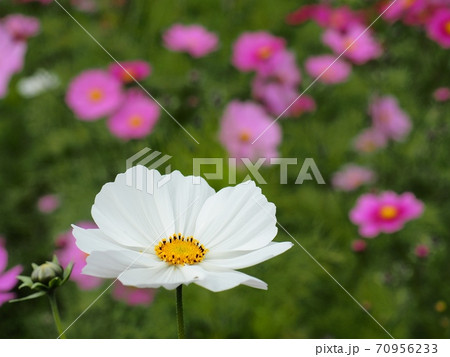 コスモス畑のコスモスの花 コスモス畑のコスモスの花 70956233