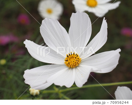 コスモス畑のコスモスの花 70956244