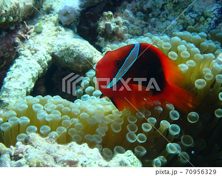 イソギンチャクとハマクマノミ 70956329