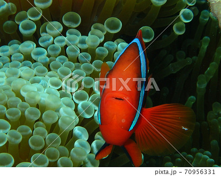 クマノミと対面 クマノミと対面 70956331