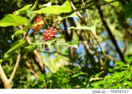 イイギリ 70956417