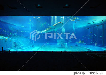 美ら海水族館　ジンベイザメ 70956525