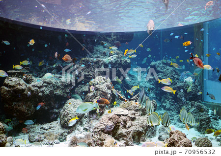 美ら海水族館　水槽 70956532
