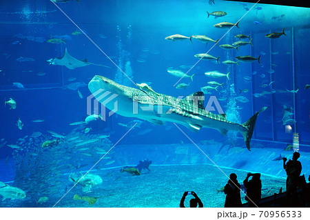 美ら海水族館 ジンベイザメ 美ら海水族館 ジンベイザメ 70956533