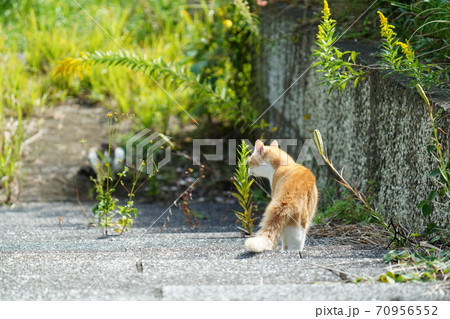 縄張りにしてる茶白の野良猫が見かけぬ猫を威嚇する場面 70956552