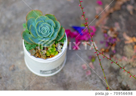 リメイク缶に植えた多肉植物 七福神メインの寄せ植え リメイク缶に植えた多肉植物 七福神メインの寄せ植え 70956698