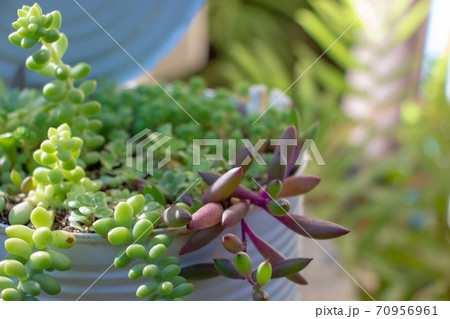 庭で栽培している多肉植物 庭で栽培している多肉植物 70956961